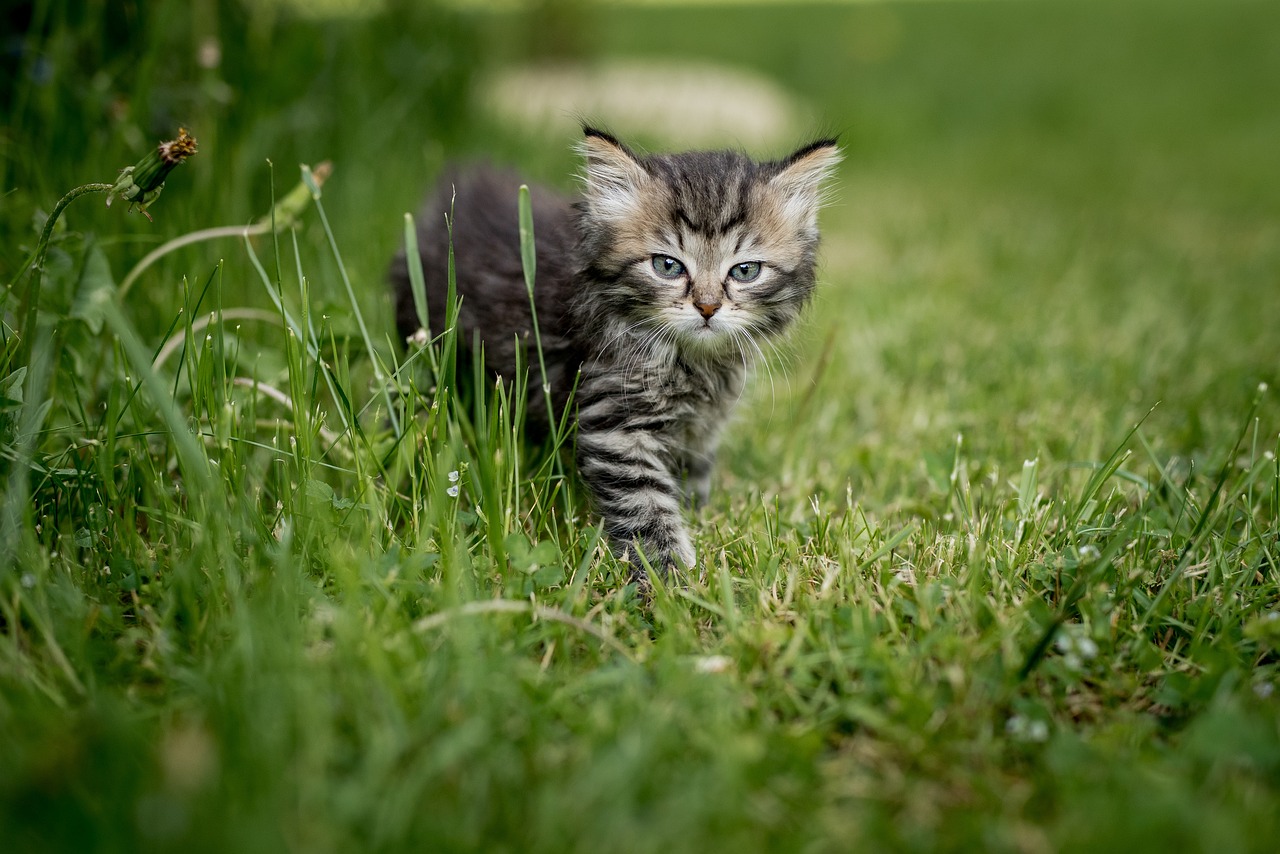 The Benefits of Feeding Pets Grass-Fed Proteins